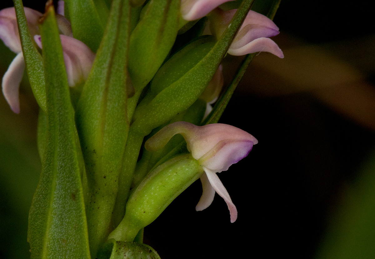 Brownleea parviflora