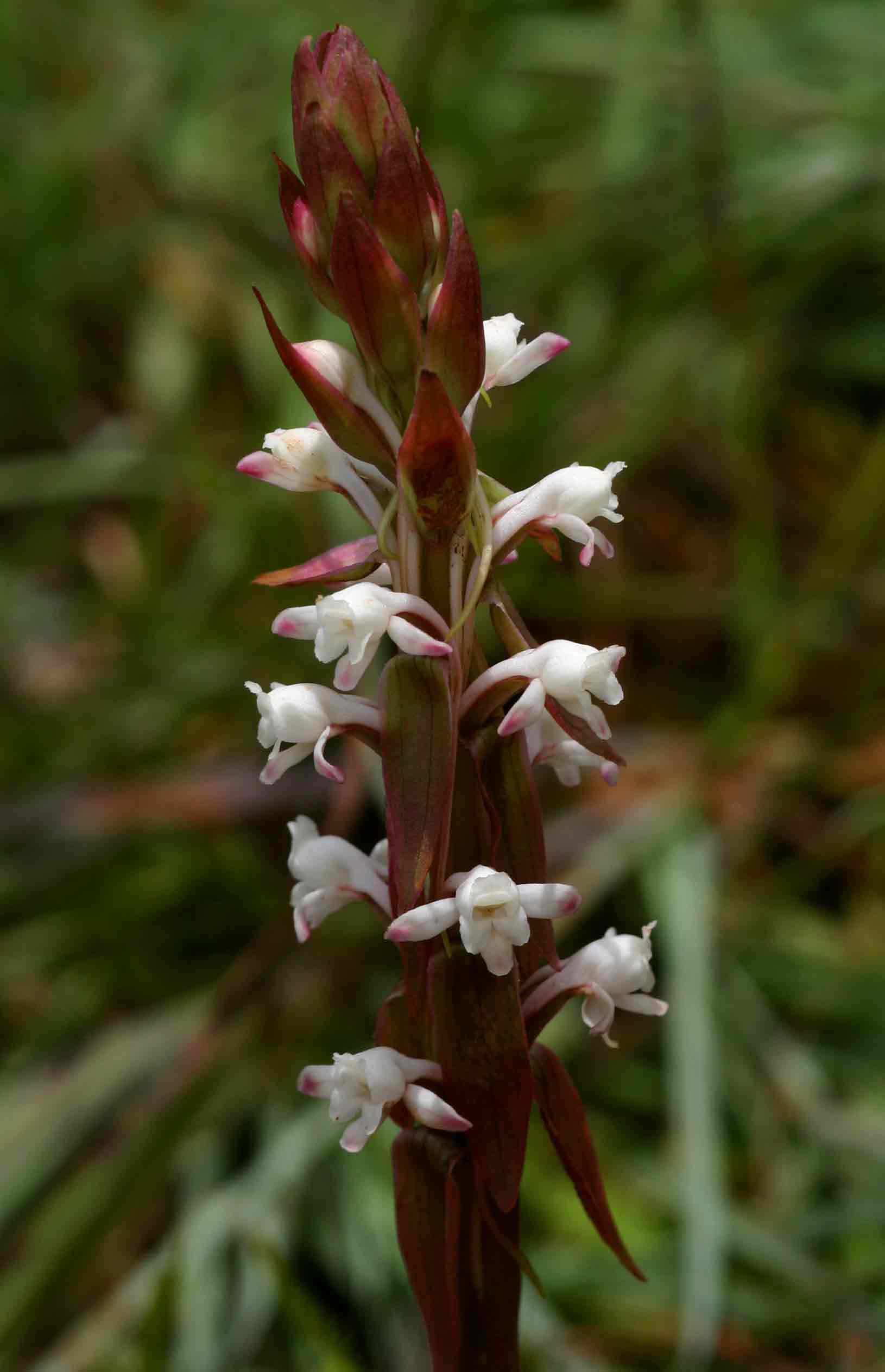 Satyrium longicauda