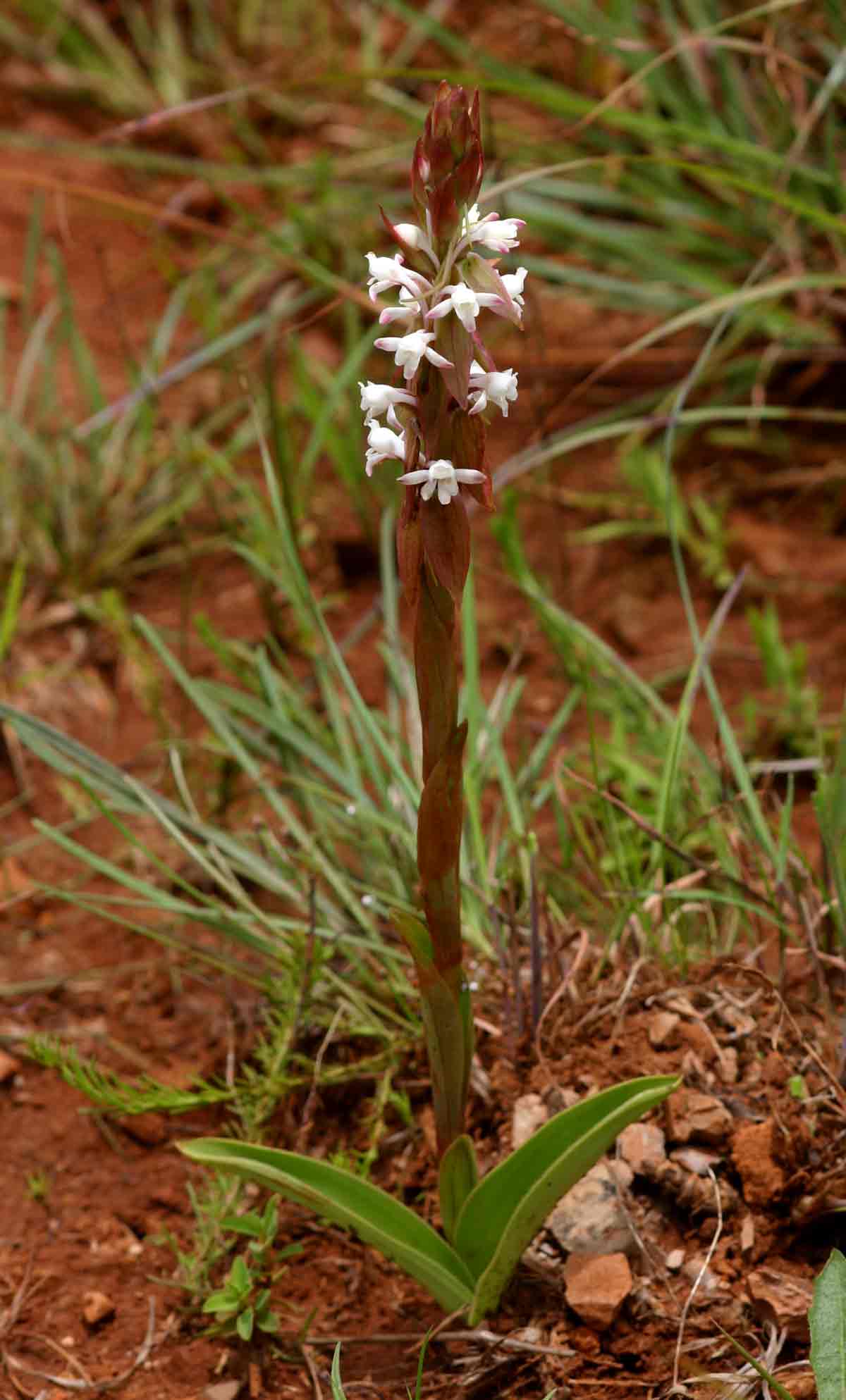Satyrium longicauda