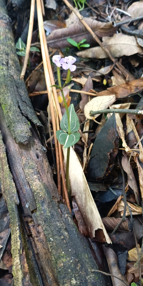 Disperis leuconeura Disperis leuconeura