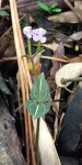 Disperis leuconeura