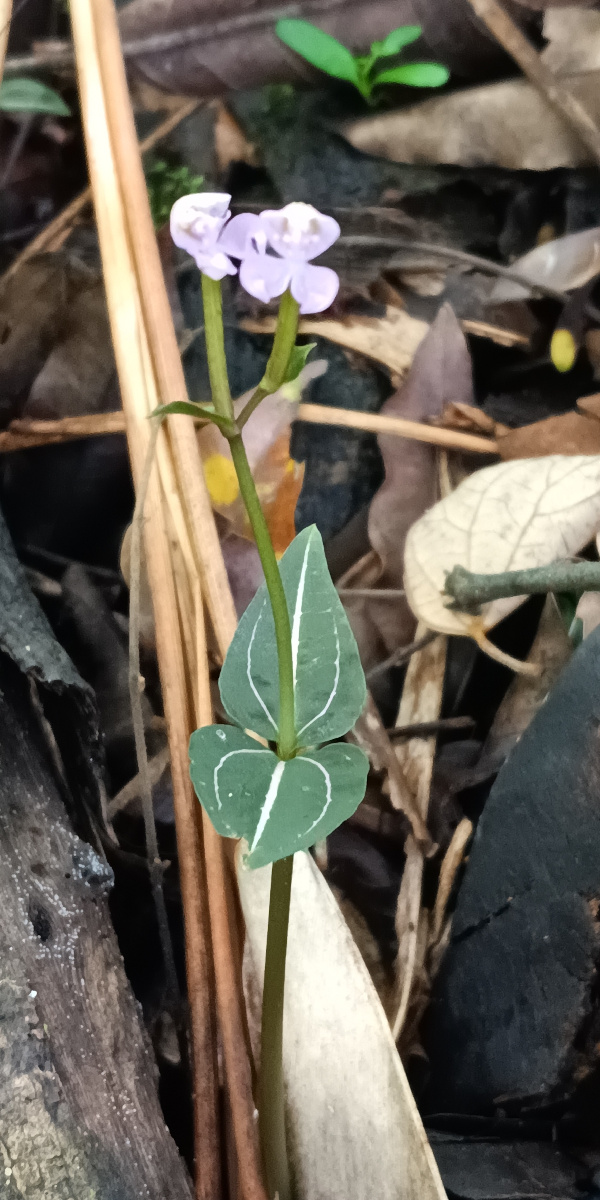 Disperis leuconeura Disperis leuconeura