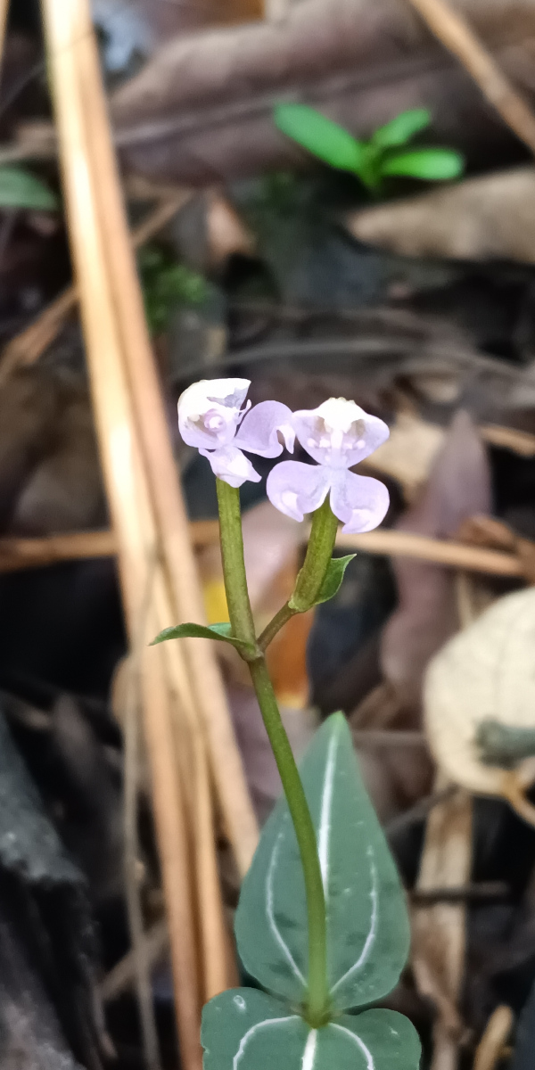 Disperis leuconeura Disperis leuconeura