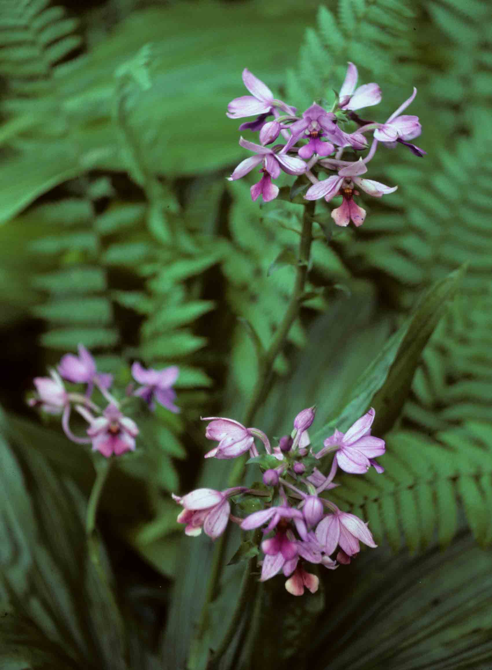 Calanthe sylvatica