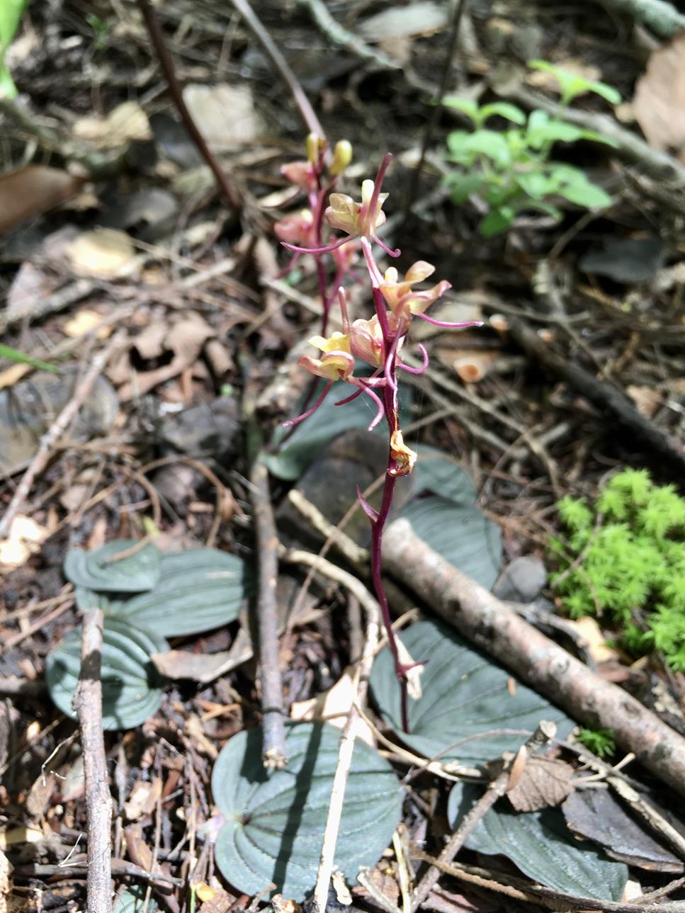 Liparis mulindana Liparis mulindana