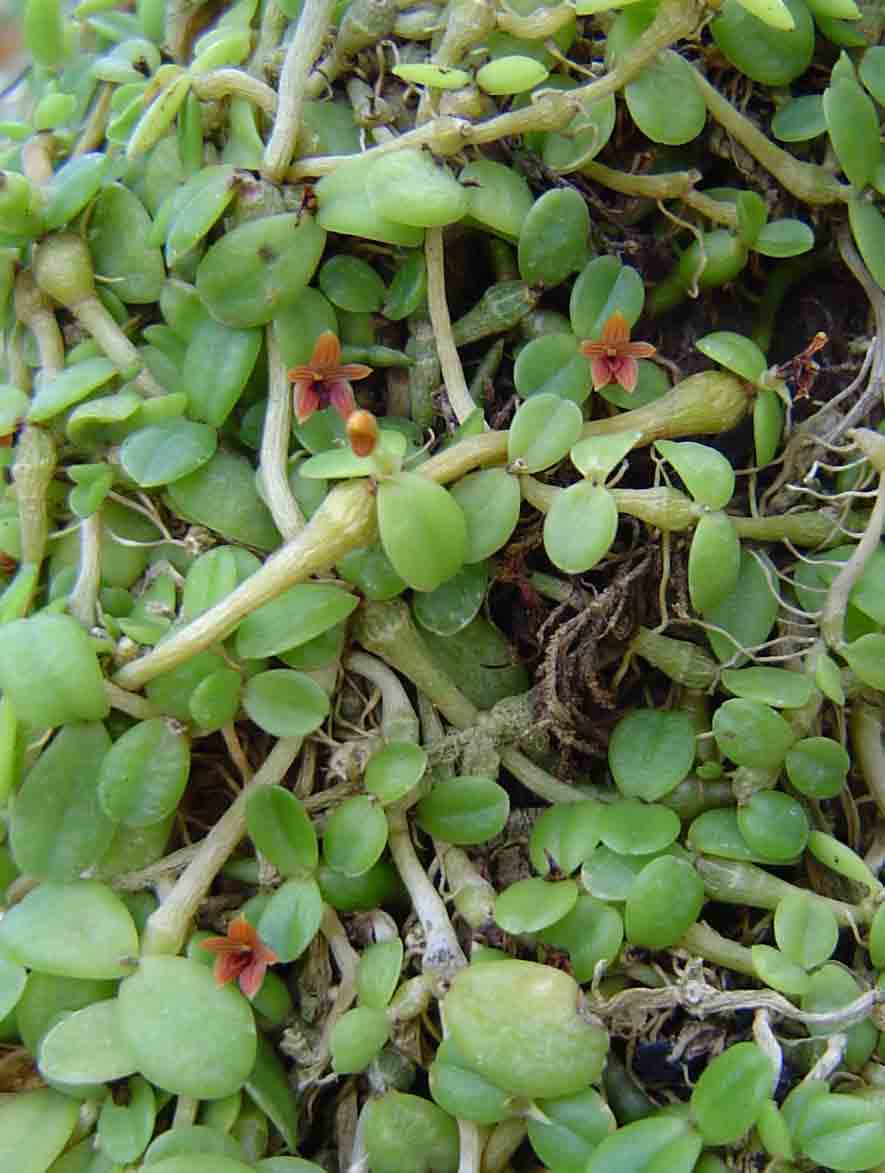 Stolzia repens var. obtusa Stolzia repens var. obtusa