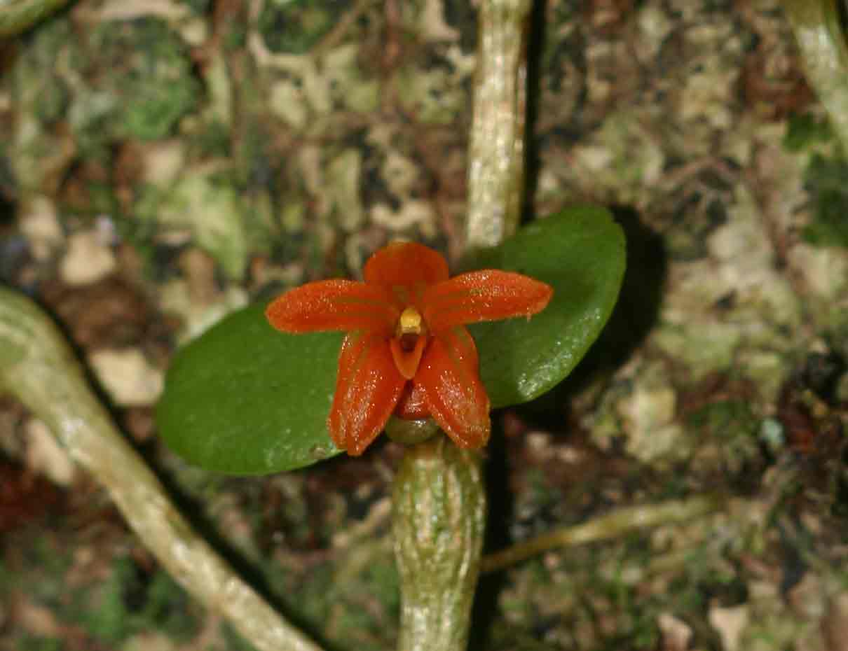Stolzia repens var. obtusa Stolzia repens var. obtusa
