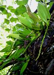 Bulbophyllum ballii