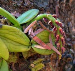Bulbophyllum elliotii