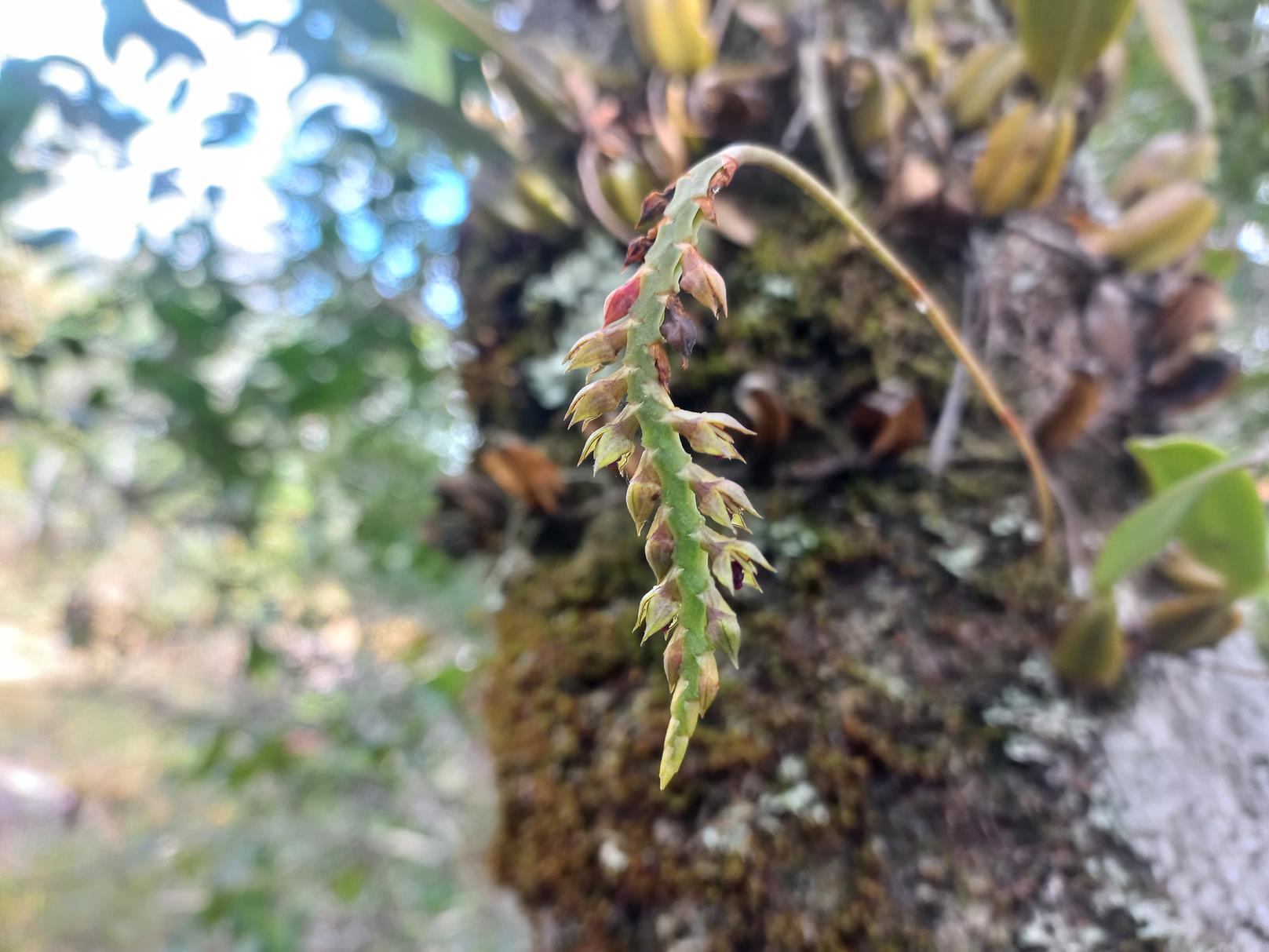 Bulbophyllum encephalodes