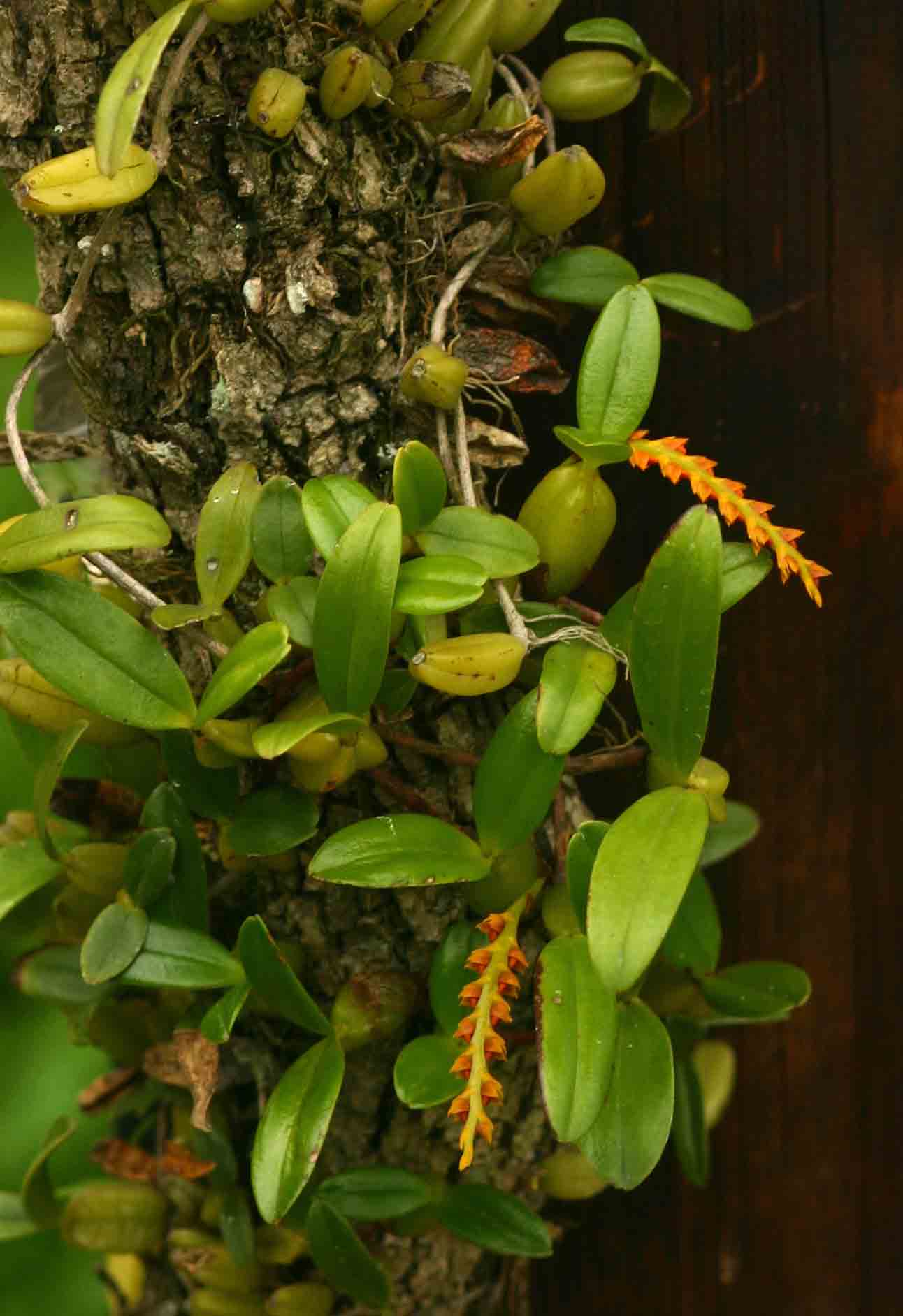 Bulbophyllum fuscum var. melinostachyum Bulbophyllum fuscum var. melinostachyum