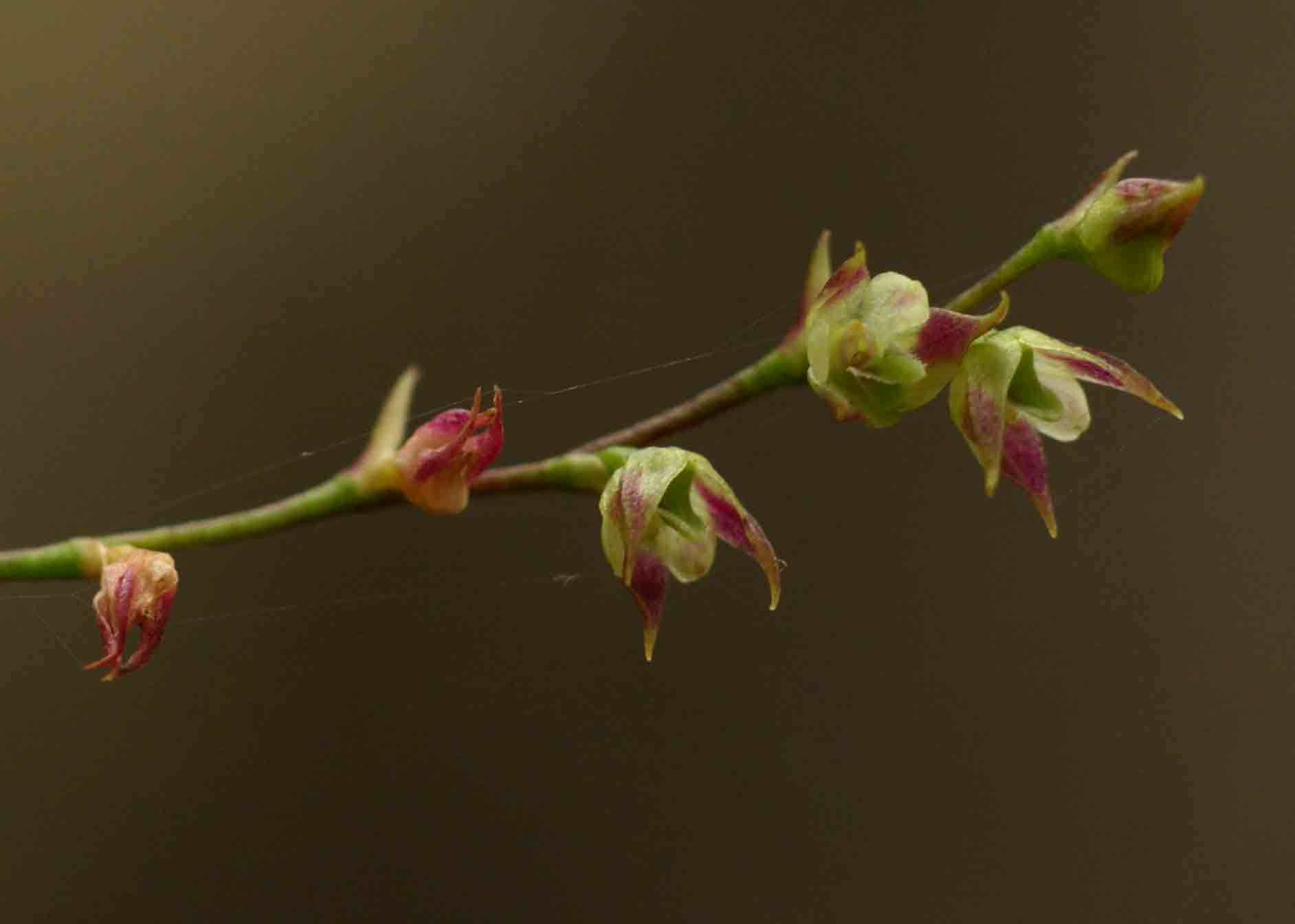 Bulbophyllum intertextum