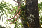 Bulbophyllum maximum