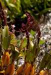 Bulbophyllum sandersonii subsp. sandersonii