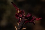 Bulbophyllum sandersonii subsp. sandersonii