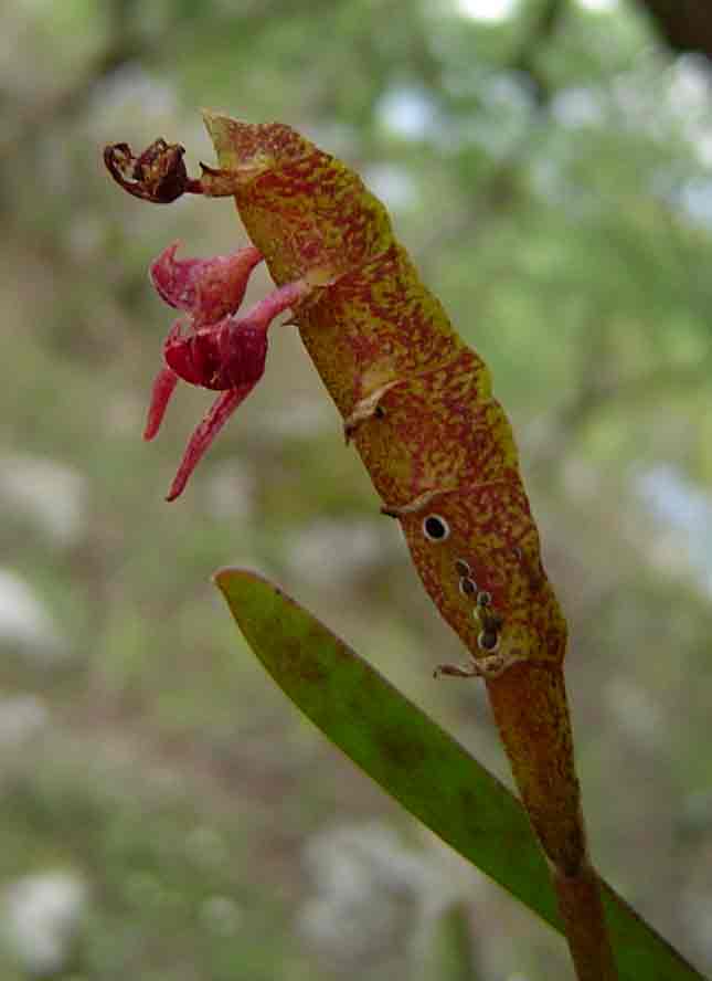 Bulbophyllum sandersonii subsp. sandersonii