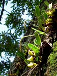 Bulbophyllum unifoliatum subsp. infracarinatum