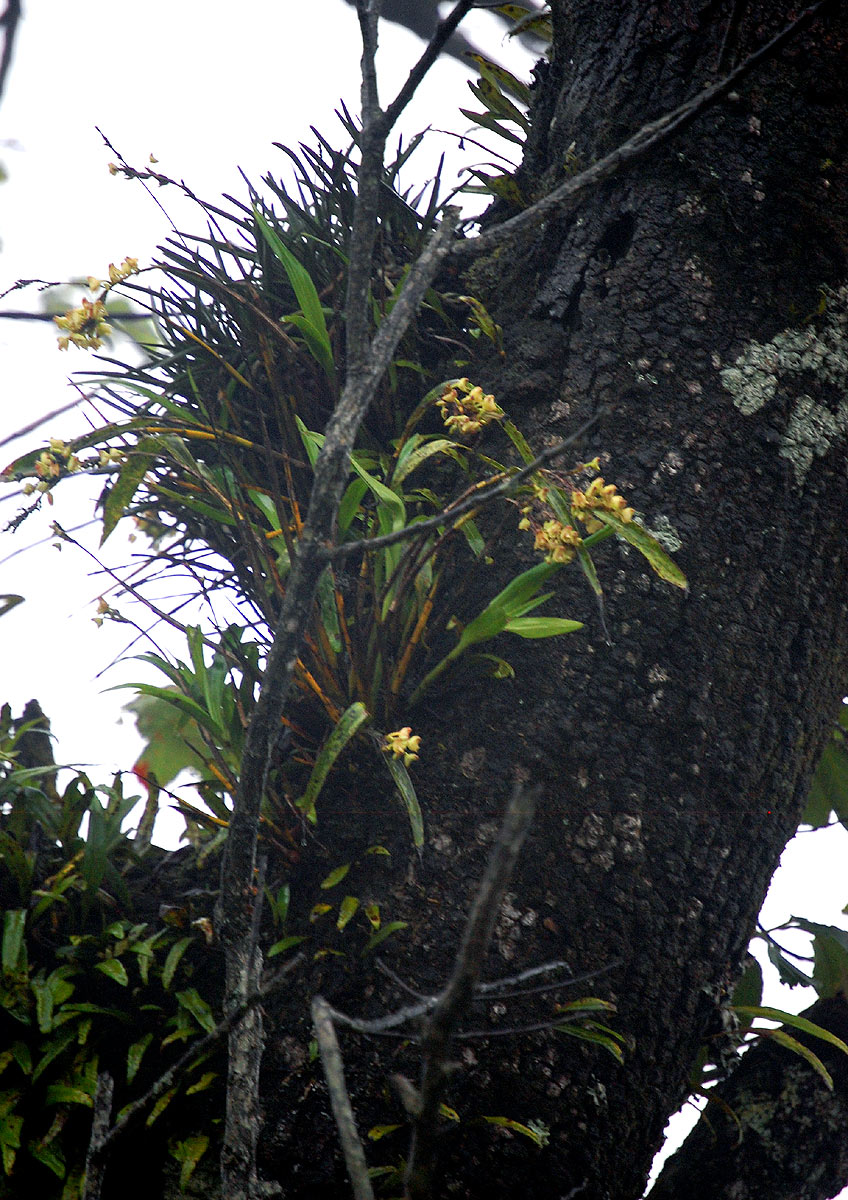 Polystachya albescens subsp. imbricata