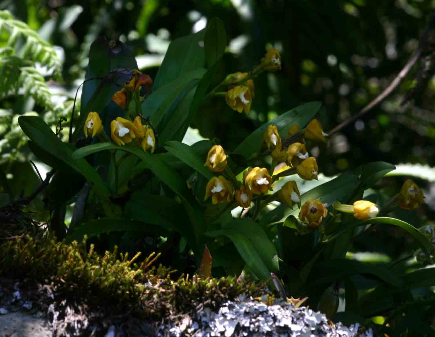 Polystachya campyloglossa Polystachya campyloglossa