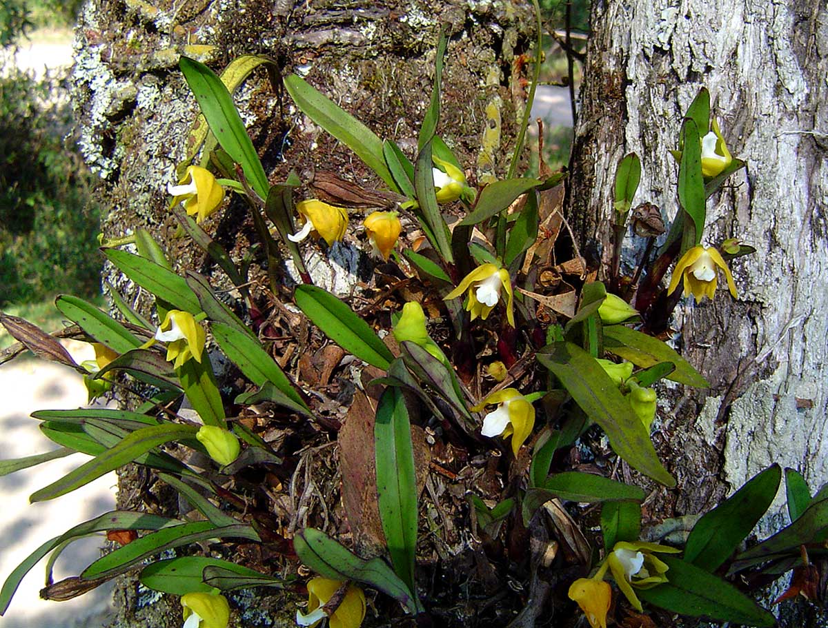 Polystachya campyloglossa