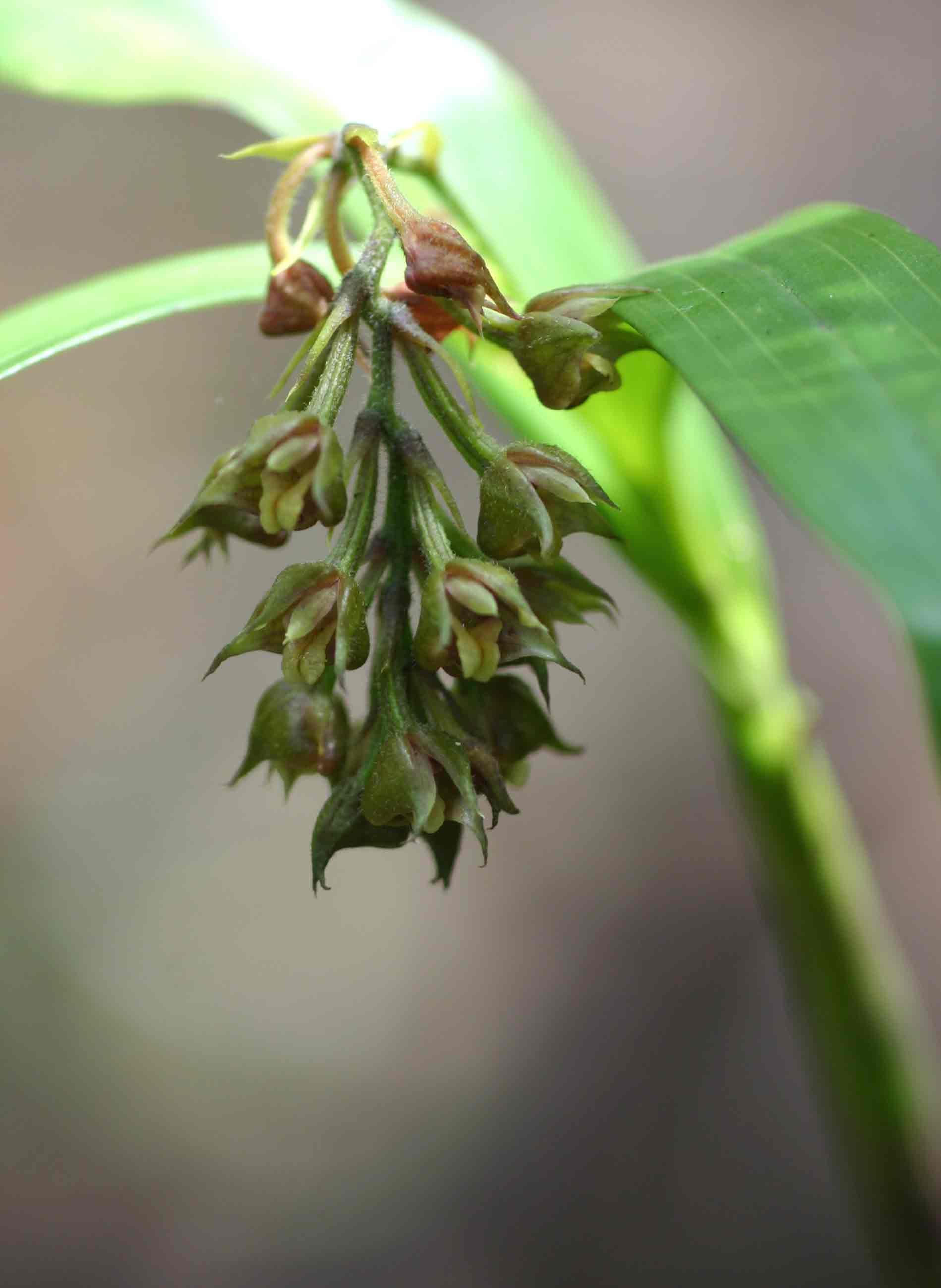 Polystachya simplex Polystachya simplex