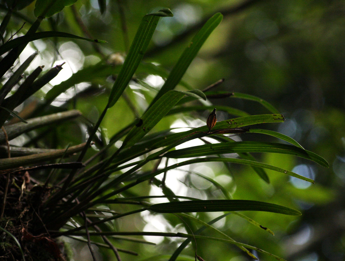 Polystachya subumbellata Polystachya subumbellata