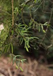 Angraecum conchiferum