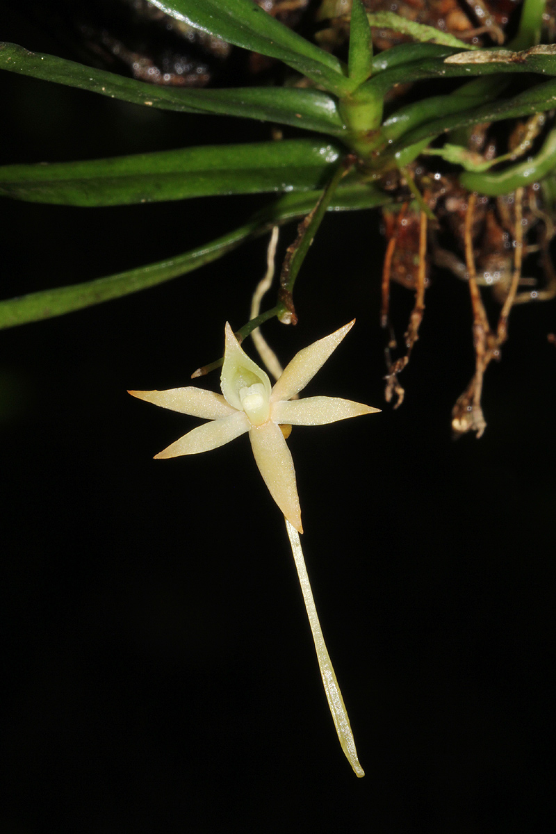 Angraecum cultriforme