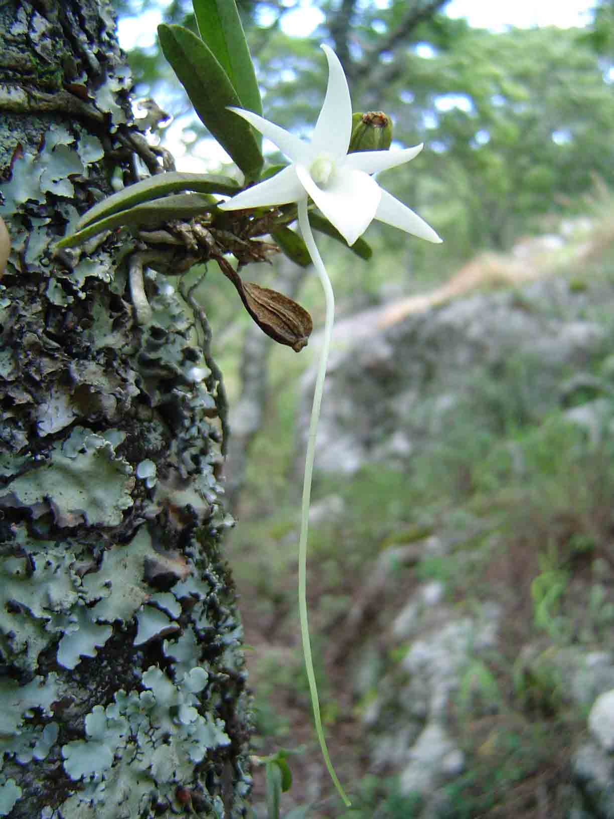 Angraecum stella-africae