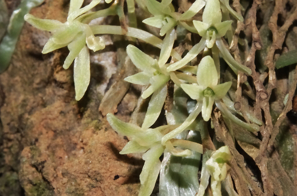 Angraecopsis amaniensis