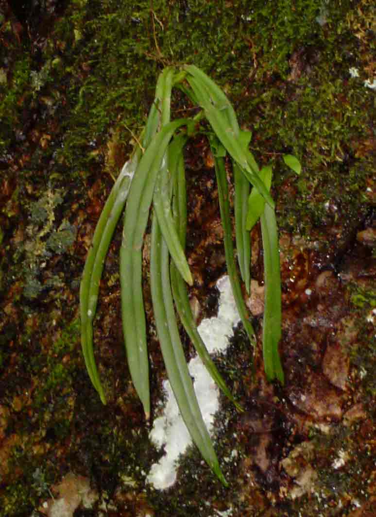 Angraecopsis parviflora