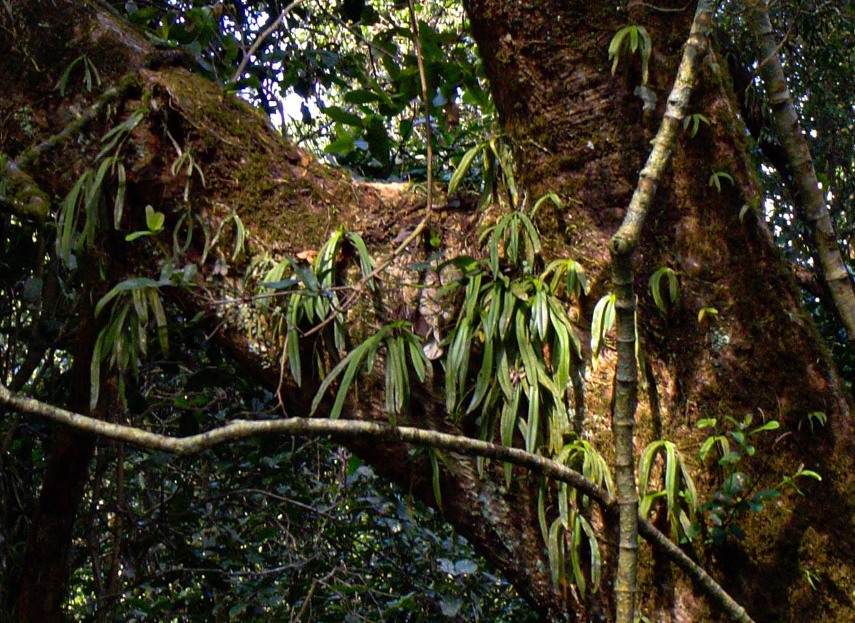 Angraecopsis parviflora