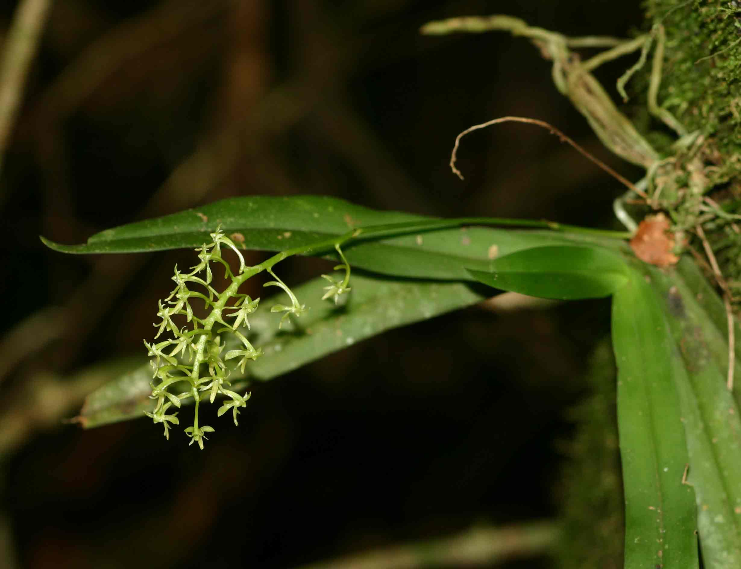 Angraecopsis parviflora