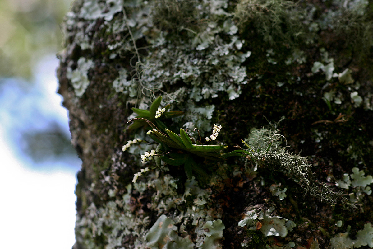 Bolusiella iridifolia subsp. picea