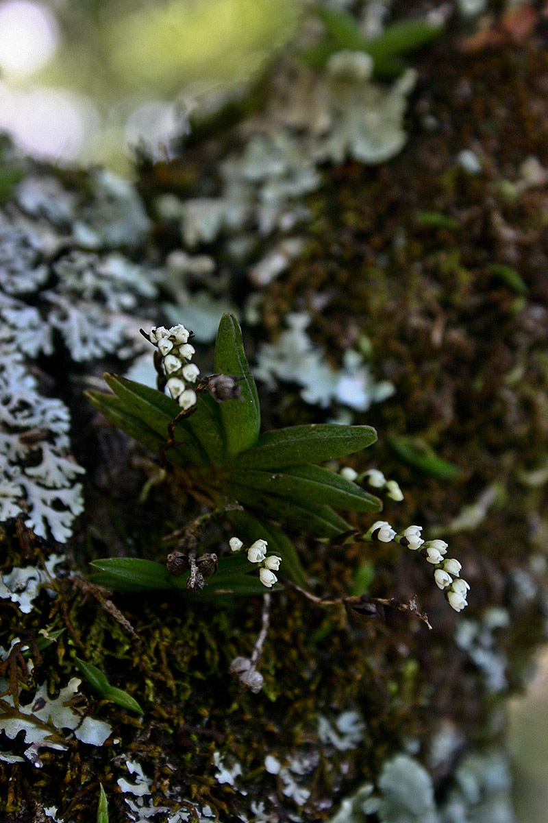 Bolusiella iridifolia subsp. picea