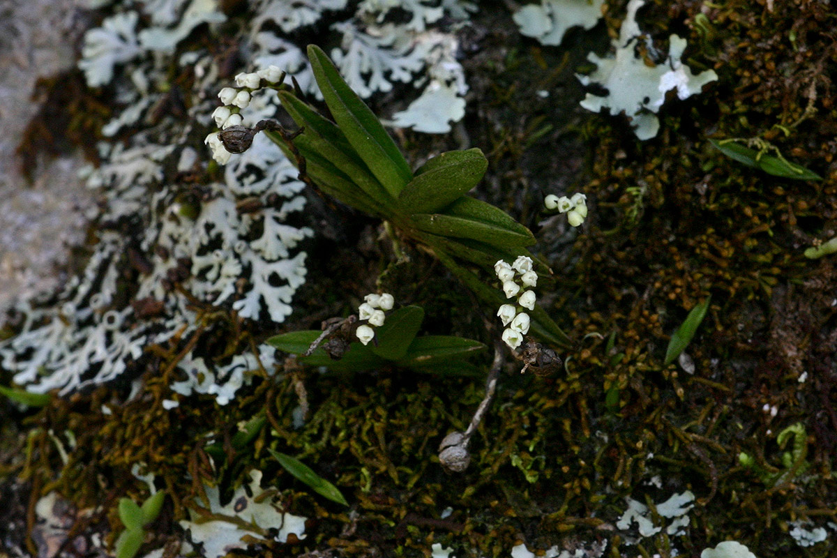 Bolusiella iridifolia subsp. picea