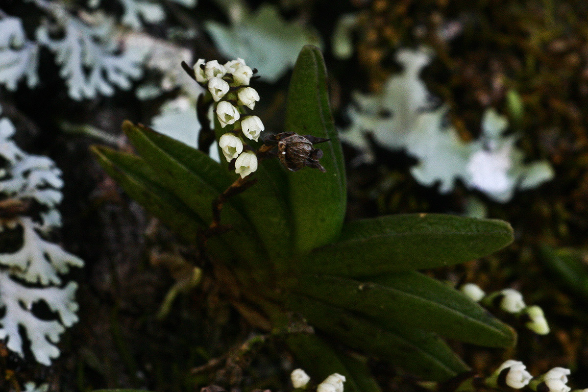 Bolusiella iridifolia subsp. picea