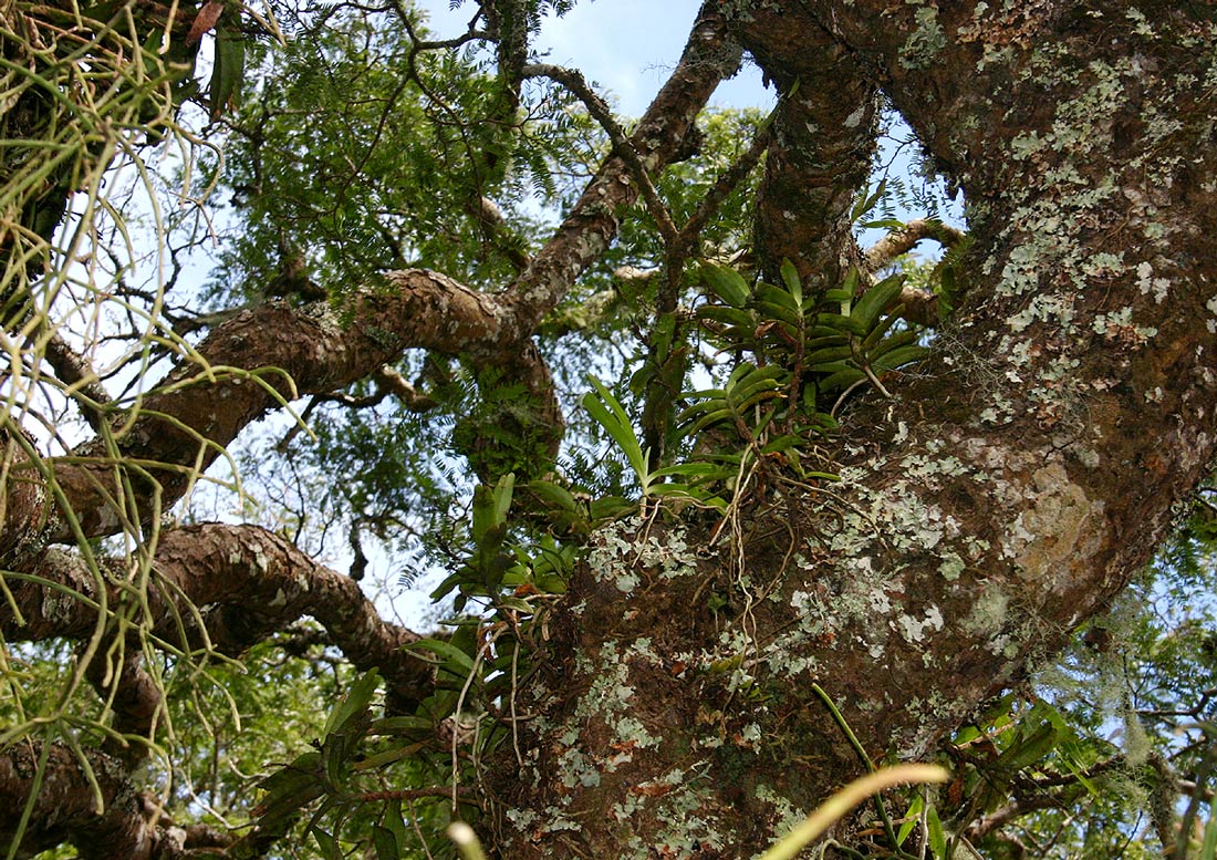 Cyrtorchis arcuata subsp. arcuata