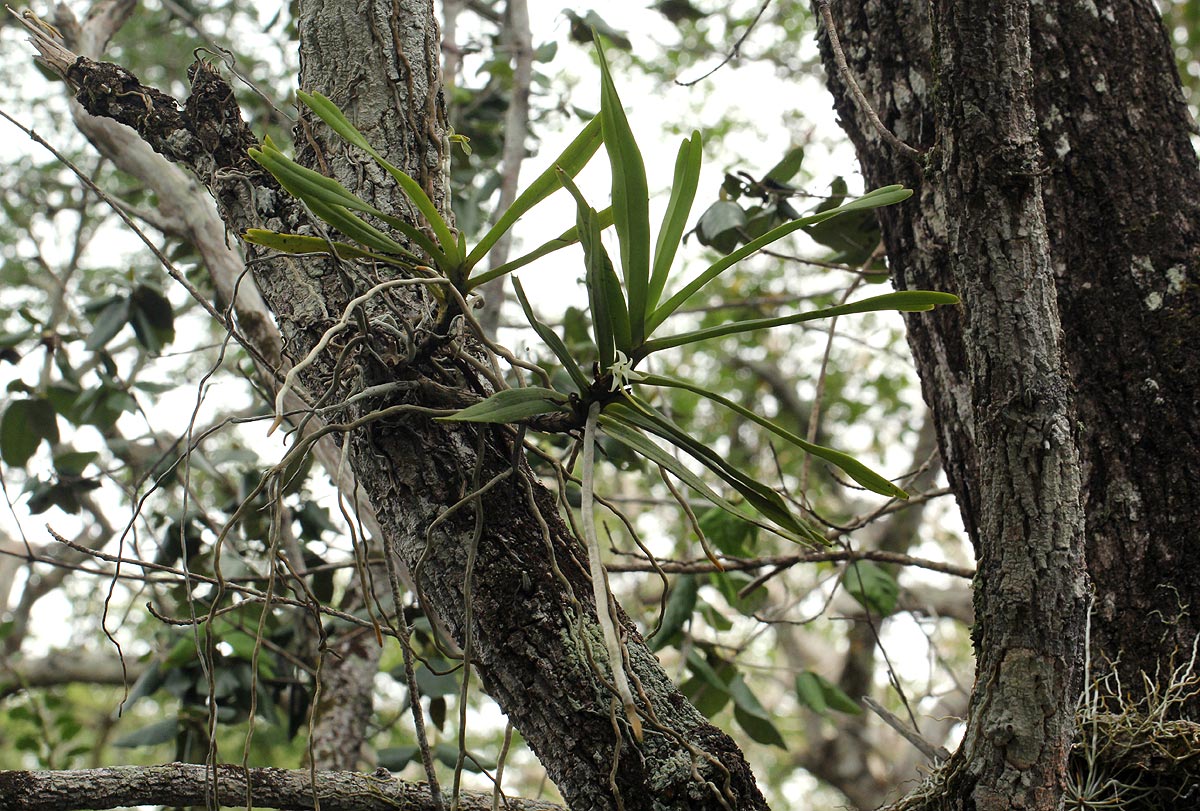 Cyrtorchis arcuata subsp. arcuata