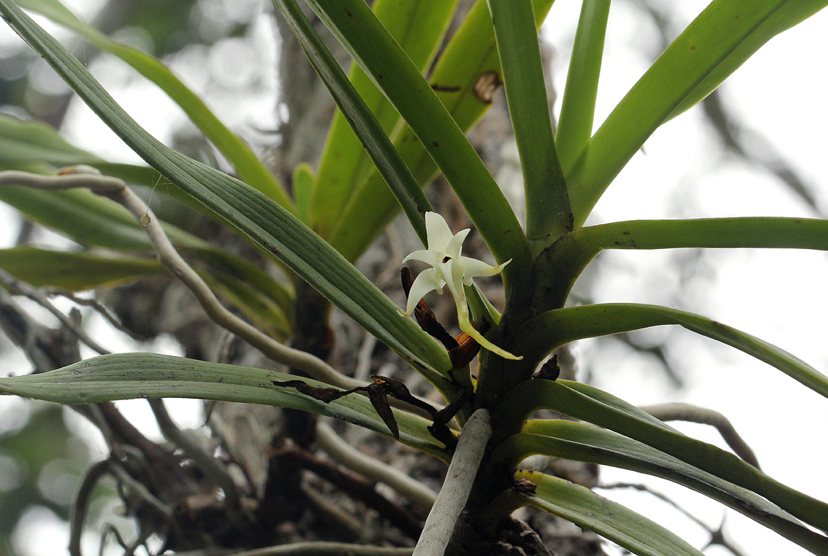 Cyrtorchis arcuata subsp. arcuata