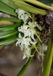 Cyrtorchis arcuata subsp. arcuata