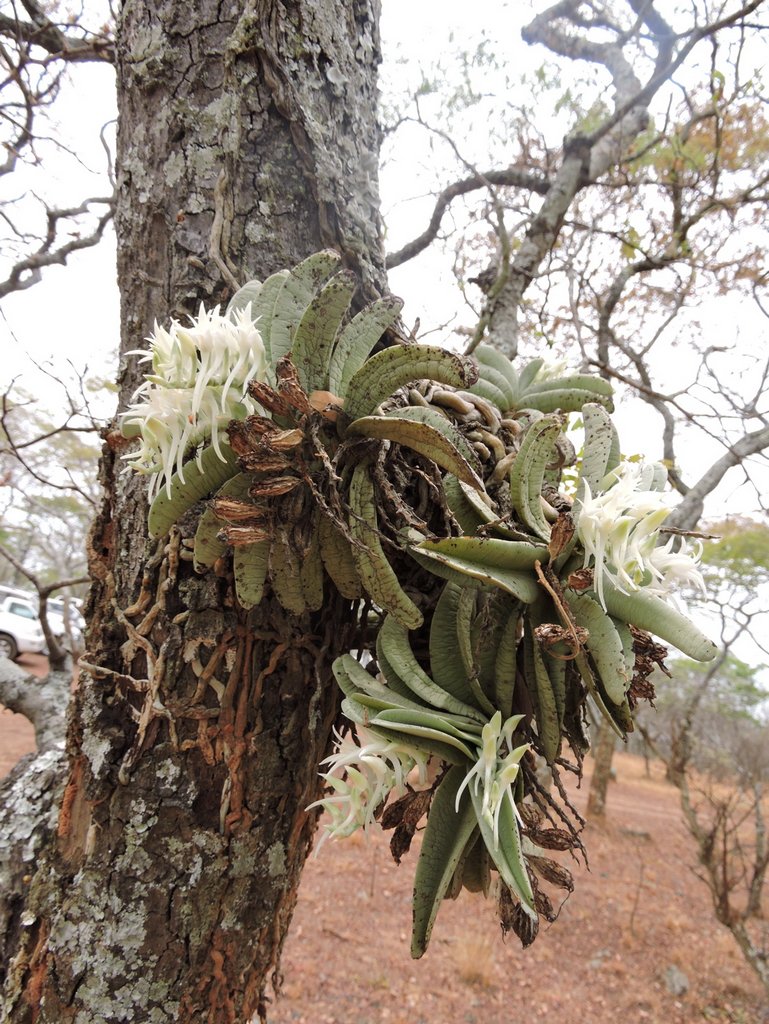 Cyrtorchis crassifolia