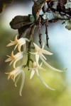 Cyrtorchis crassifolia