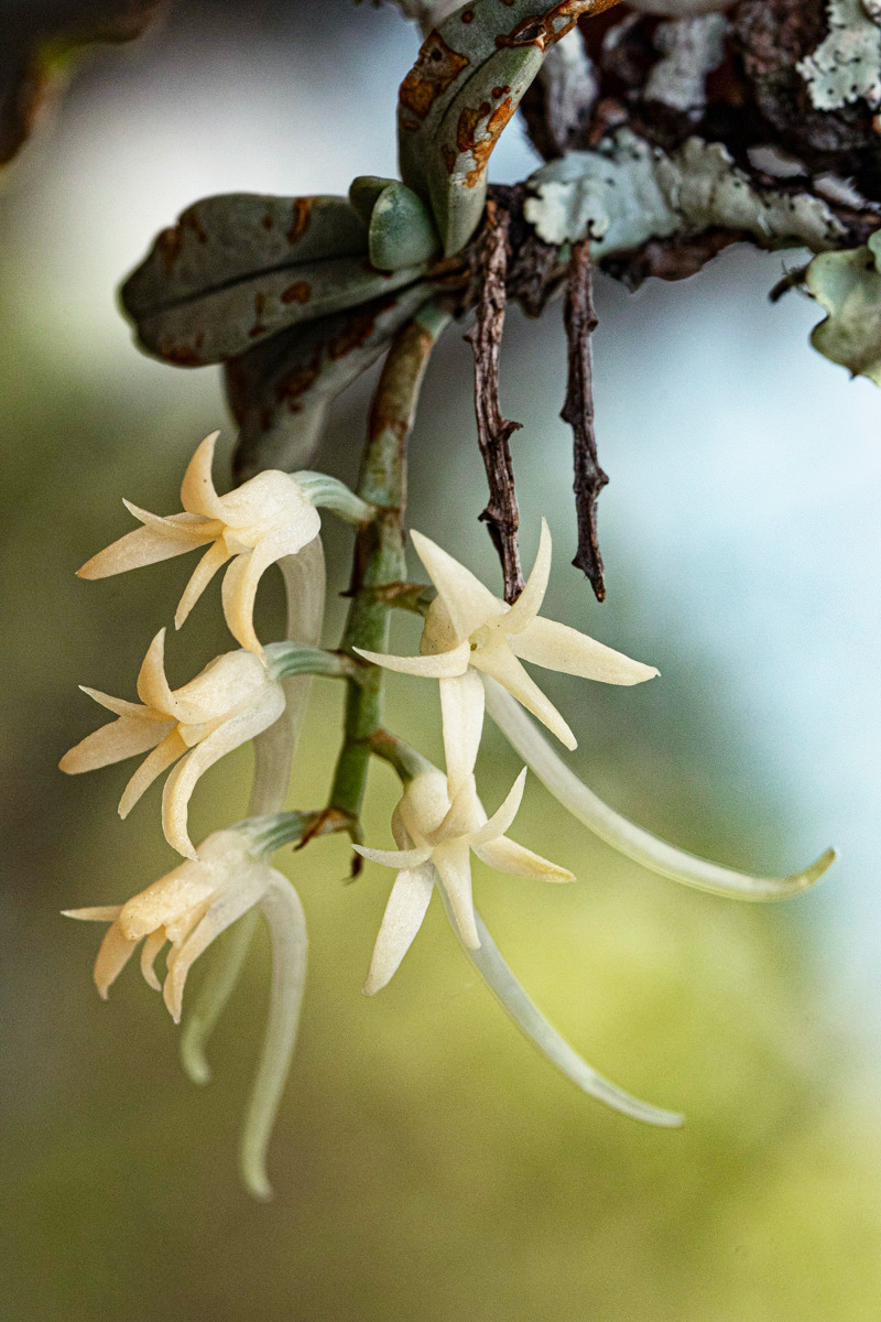 Cyrtorchis crassifolia Cyrtorchis crassifolia