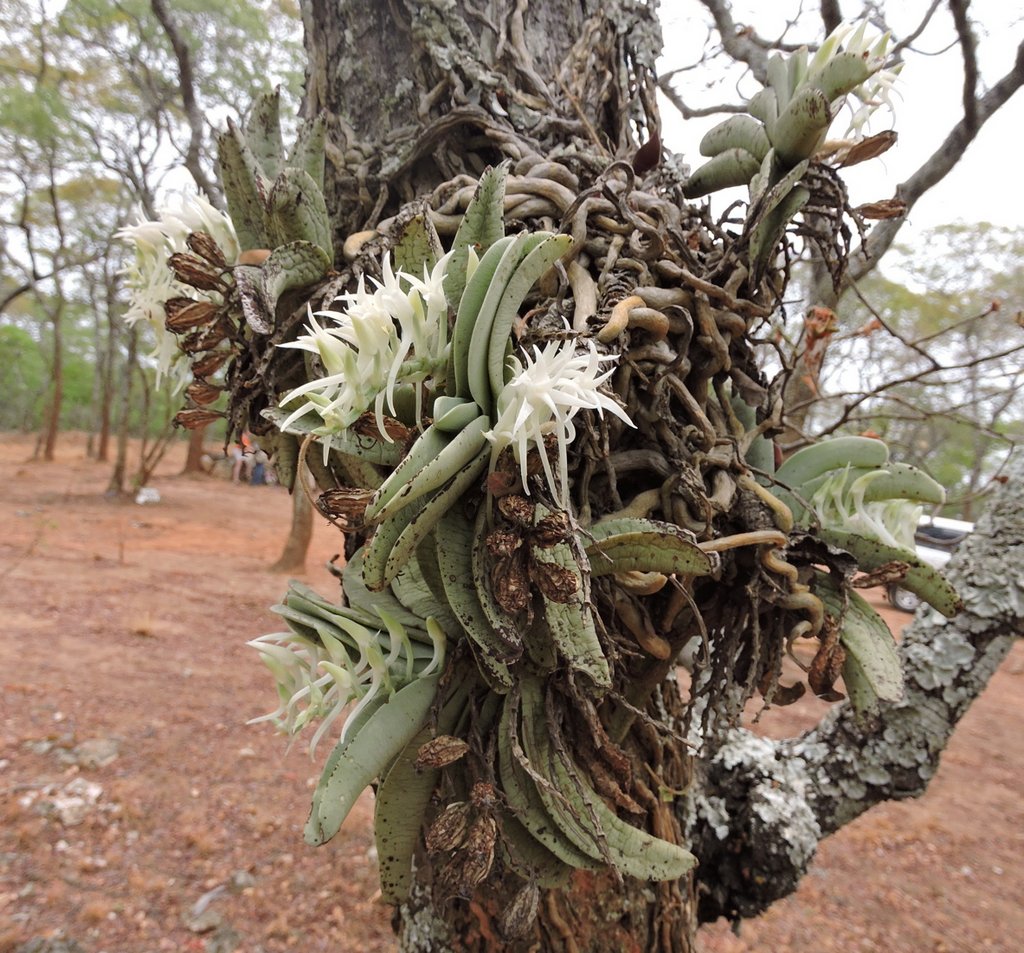 Cyrtorchis crassifolia