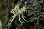 Cyrtorchis crassifolia