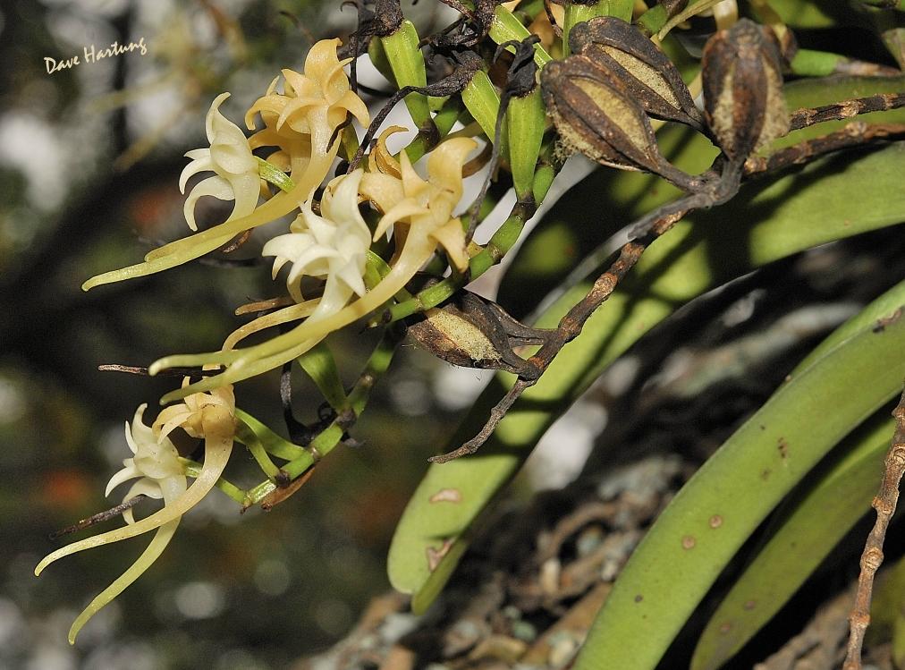 Cyrtorchis praetermissa subsp. praetermissa