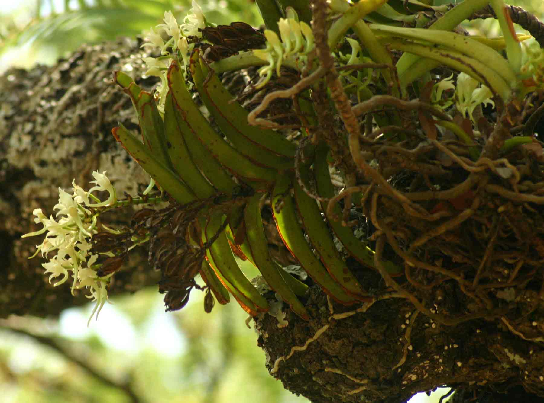 Cyrtorchis praetermissa subsp. praetermissa Cyrtorchis praetermissa subsp. praetermissa
