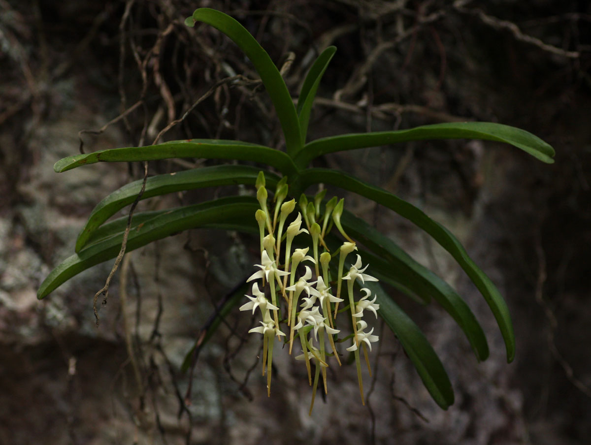 Cyrtorchis praetermissa subsp. praetermissa