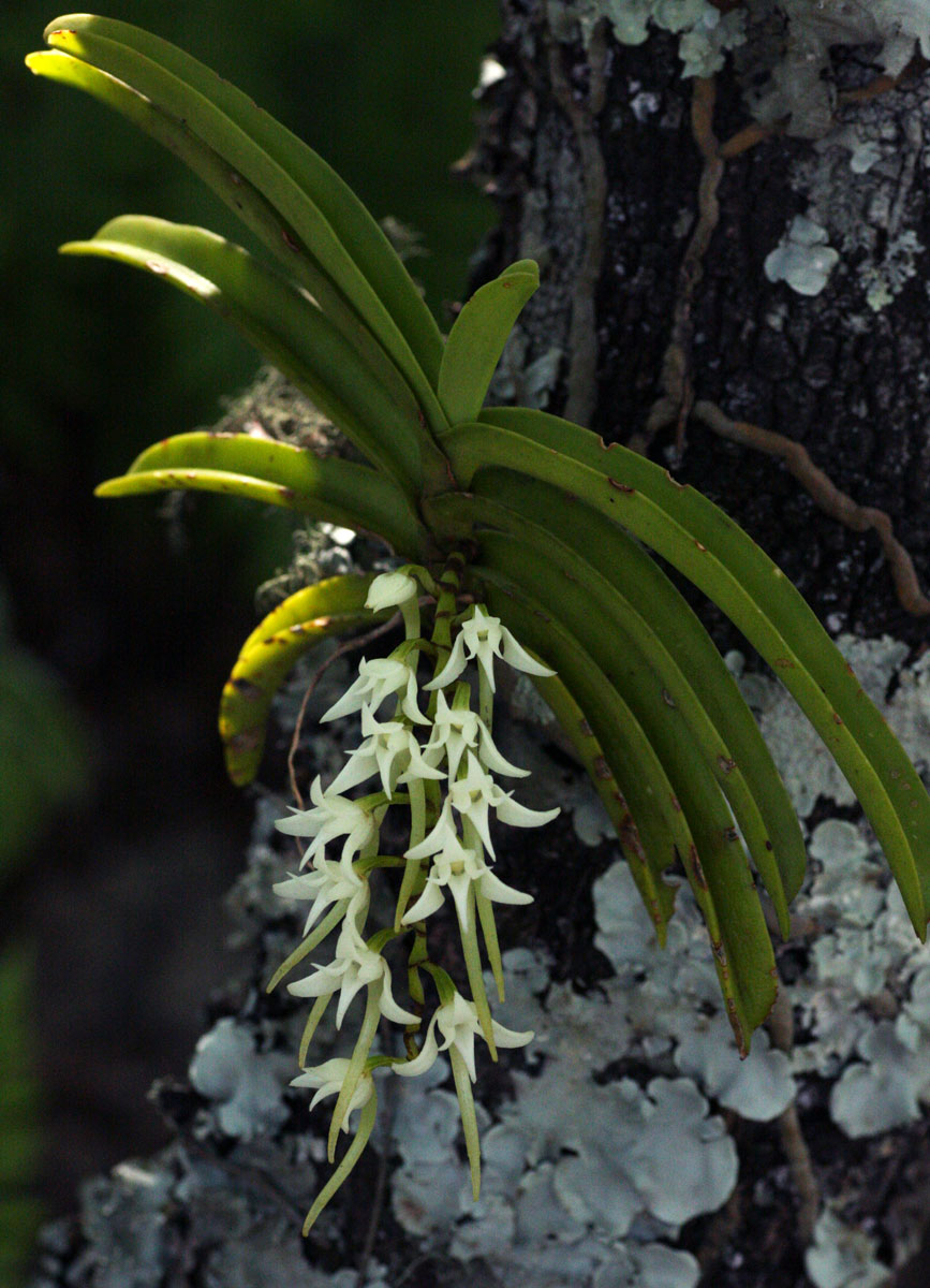 Cyrtorchis praetermissa subsp. praetermissa